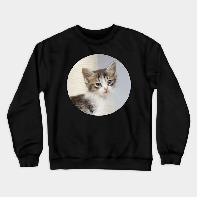 shelter kitten Crewneck Sweatshirt by sarelitay